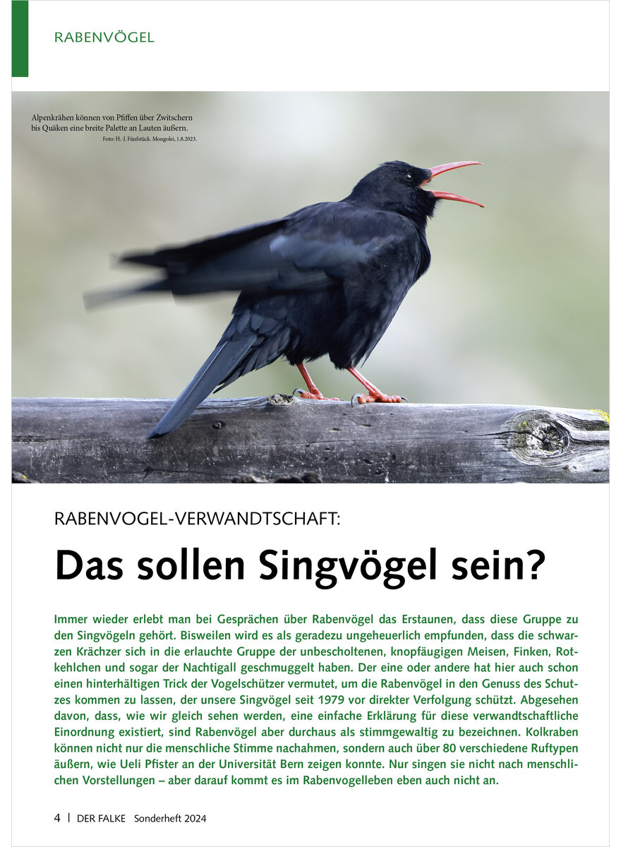 RABENVOGEL-VERWANDTSCHAFT DAS SOLLEN SINGVGEL SEIN