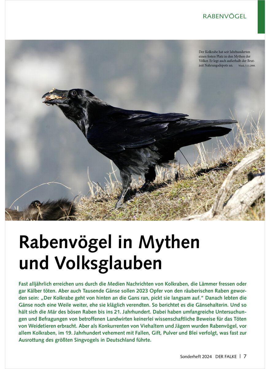 RABENVGEL IN MYTHEN UND VOLKS GLAUBEN