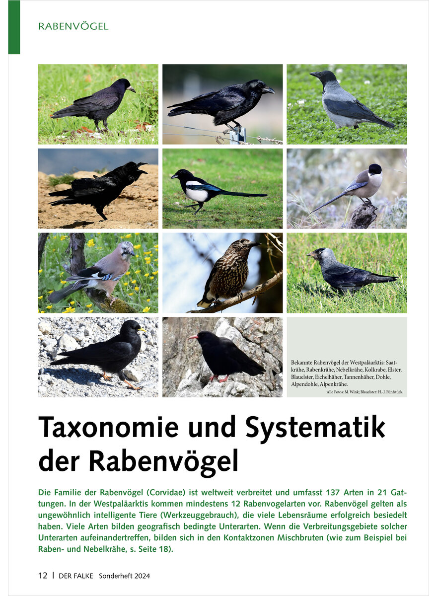 TAXONOMIE UND SYSTEMATIK DER RABENVGEL