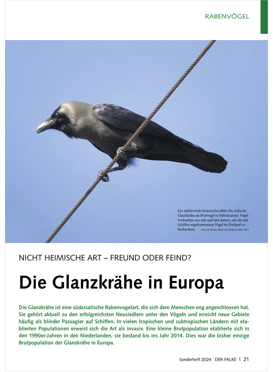 NICHT HEIMISCHE ART - FREUND ODER FEIND DIE GLANZKRHE IN EUROPA