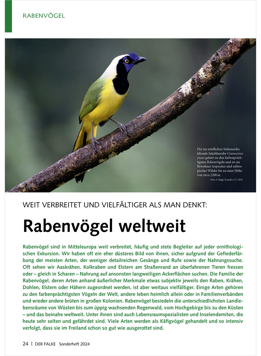 WEIT VERBREITET UND VIELFLTIG ER ALS MAN DENKT RABENVGEL WELTWEIT