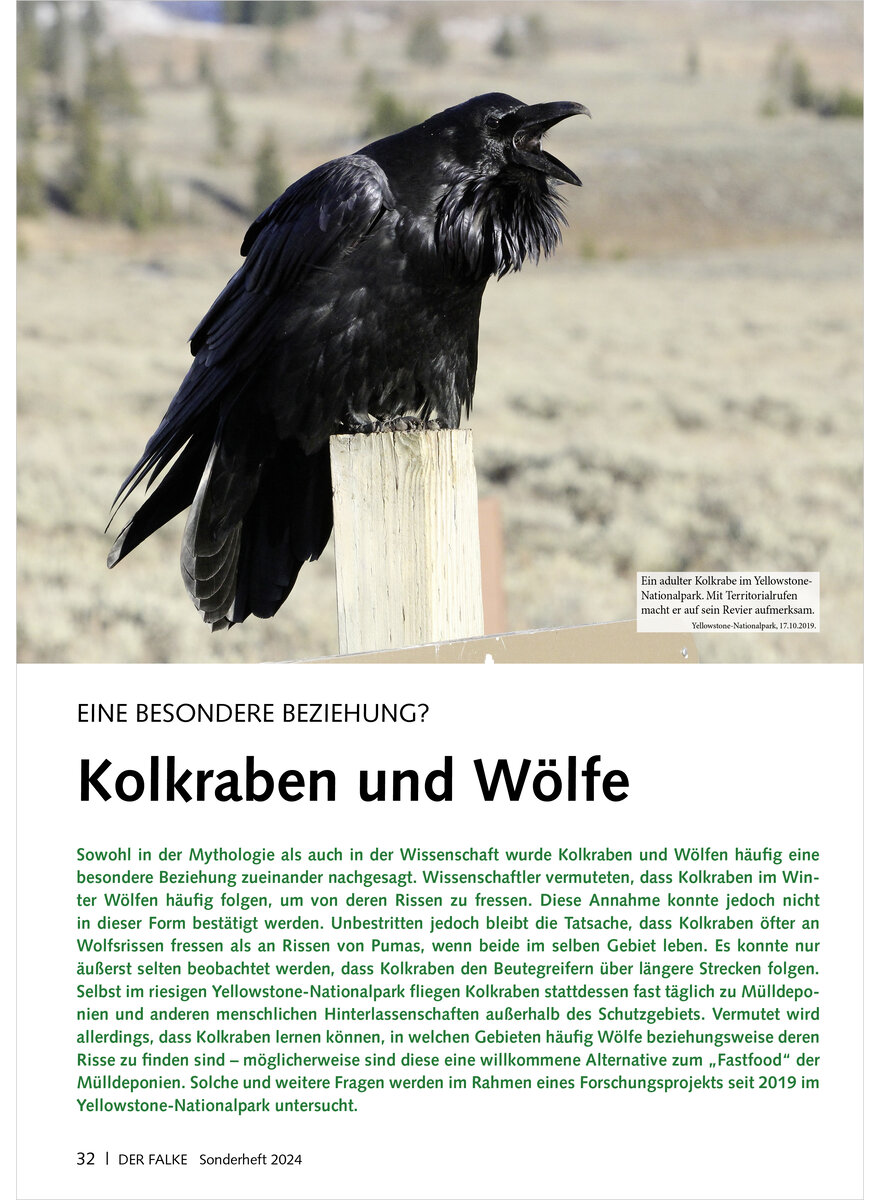 EINE BESONDERE BEZIEHUNG KOLKRABEN UND WLFE