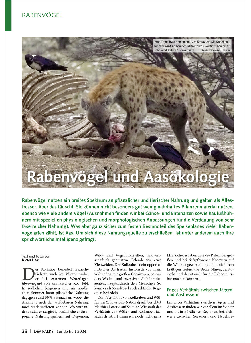 RABENVGEL UND AASKOLOGIE