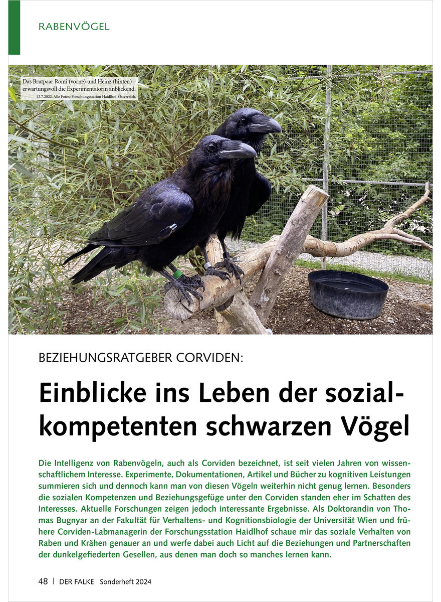 BEZIEHUNGSRATGEBER CORVIDEN EINBLICKE INS LEBEN DER SOZIAL KOMPETENTEN SCHWARZEN VGEL