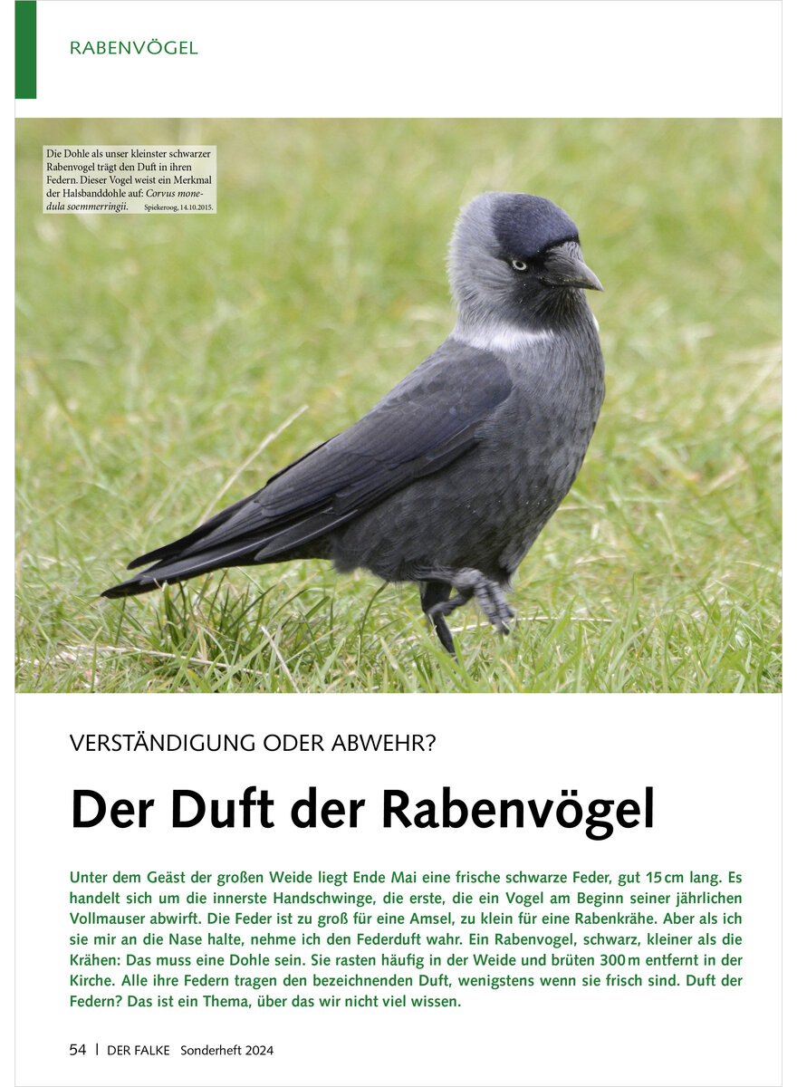 VERSTNDIGUNG ODER ABWEHR DER DUFT DER RABENVGEL