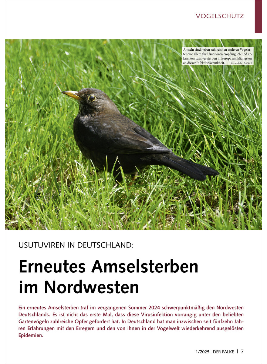 Auf diesem Bild sehen Sie das Produktbild 1 fr USUTUVIREN IN DEUTSCHLAND ERNEUTES AMSELSTERBEN IM NORD WESTEN