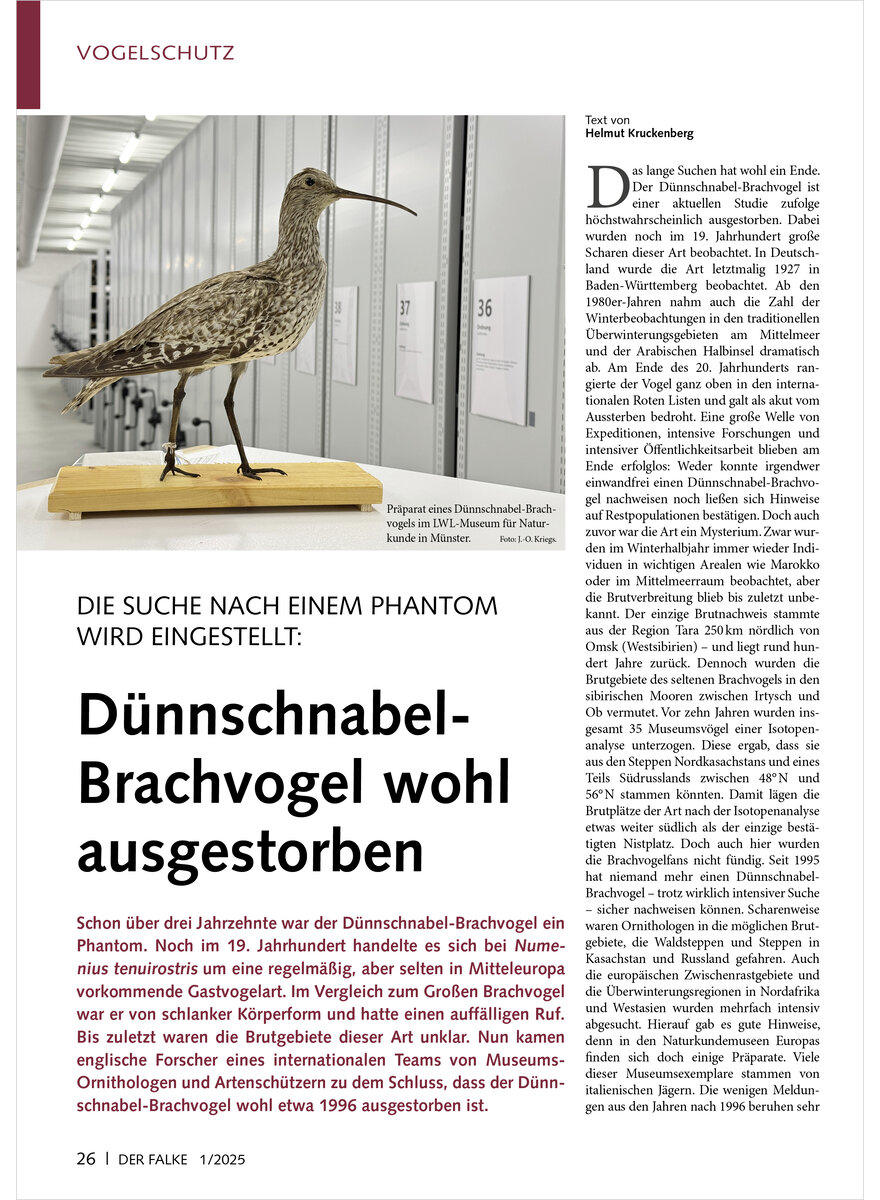 Auf diesem Bild sehen Sie das Produktbild 1 fr DIE SUCHE NACH EINEM PHANTOM WIRD EINGESTELLT DNNSCHNABEL- BRACHVOGEL WOHL AUSGESTORBEN