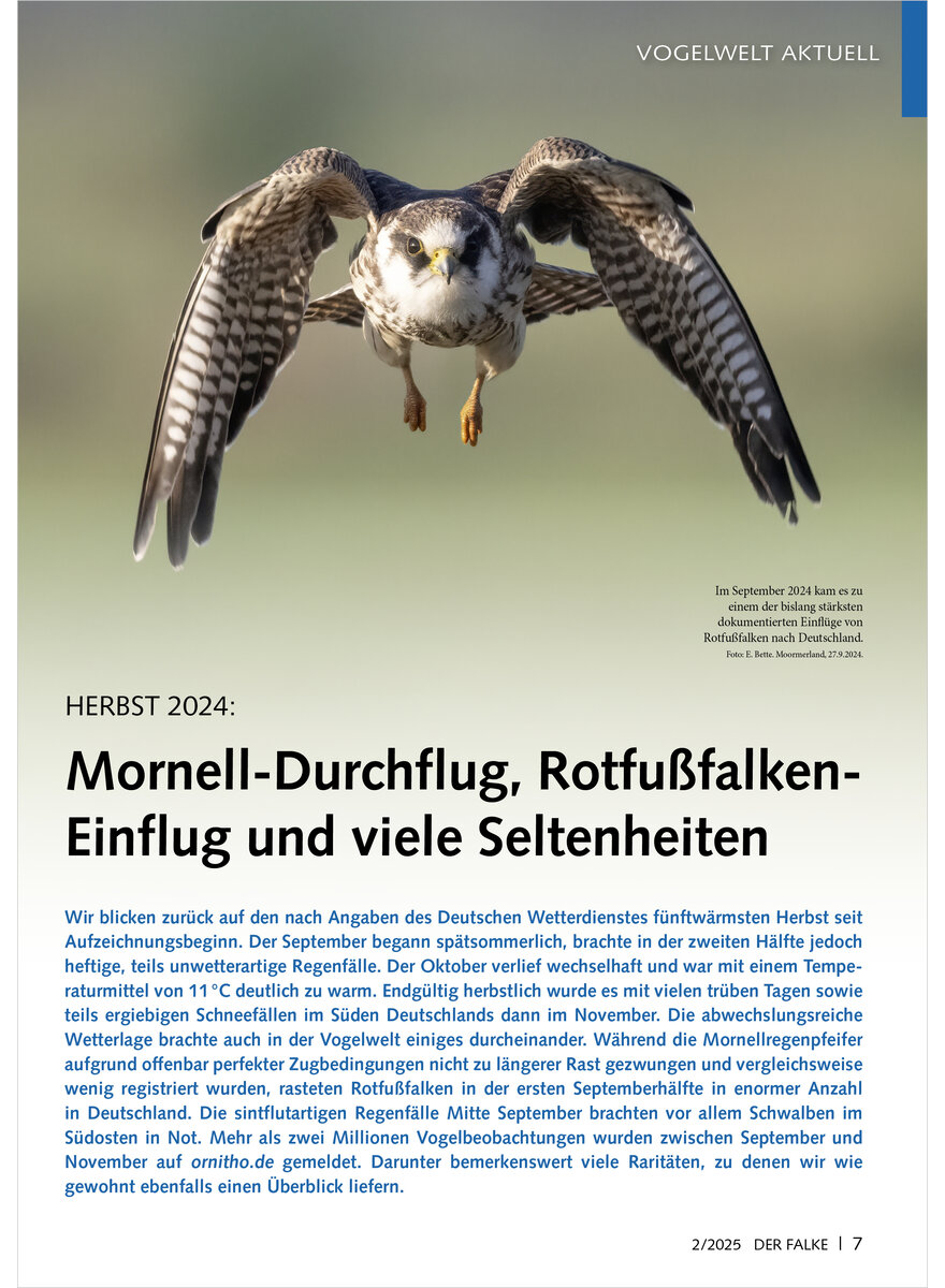 Auf diesem Bild sehen Sie das Produktbild 1 fr VOGELWELT AKTUELL HERBST 2024 MORNELL-DURCHFLUG, ROTFUSS FALKEN-EINFLUG UND VIELE