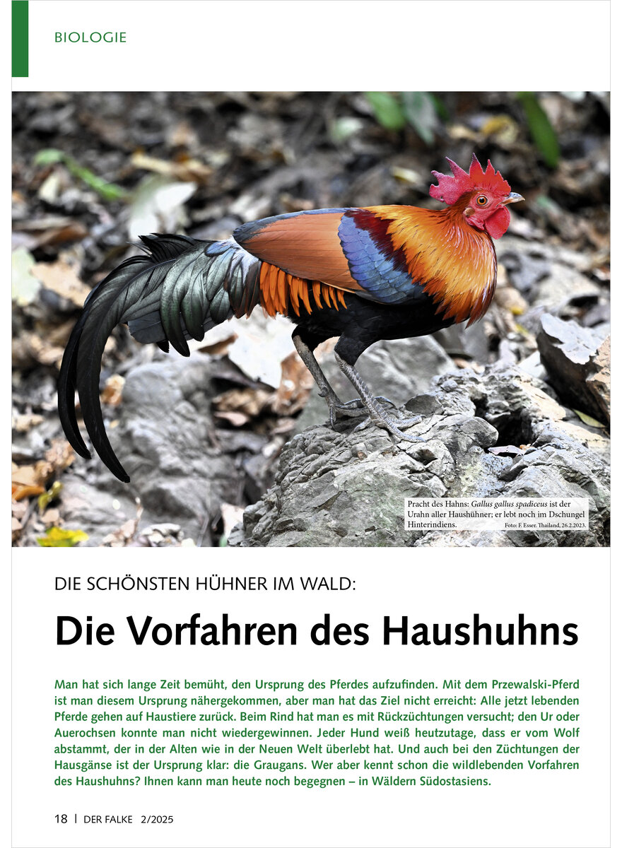 DIE SCHNSTEN HHNER IM WALD DIE VORFAHREN DES HAUSHUHNS