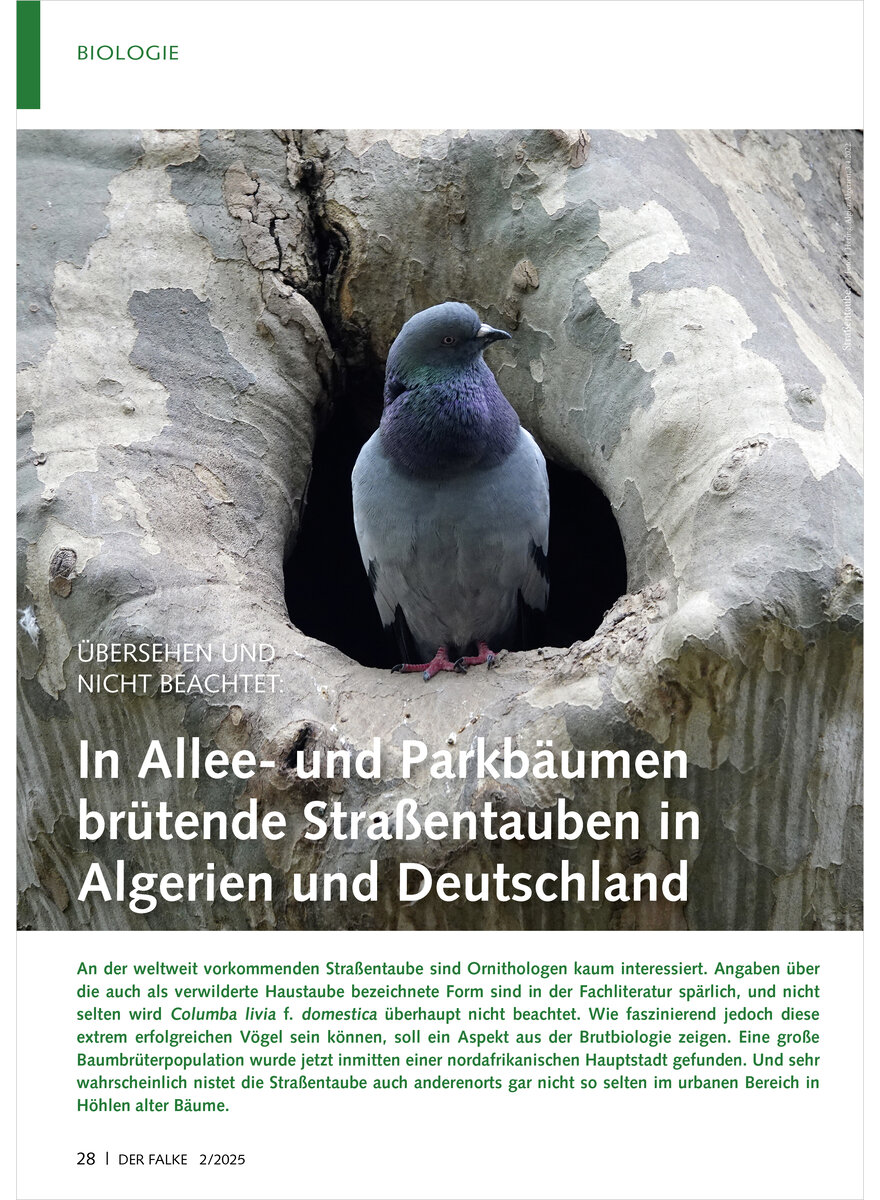 IN ALLEE- UND PARKBUMEN BRTENDE STRASSENTAUBEN IN ALGERIEN UND DEUTSCHLAND