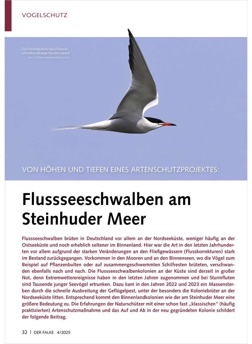VON HHEN UND TIEFEN EINES ART ARTENSCHUTZPROJEKTES FLUSSSEE SCHWALBEN AM STEINHUDER MEER