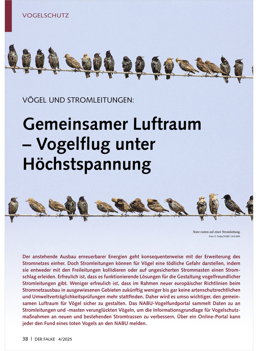 VGEL UND STROMLEITUNGEN GEMEINSAMER LUFTRAUM VOGELFLUG UNTER HCHSTSPANNUNG