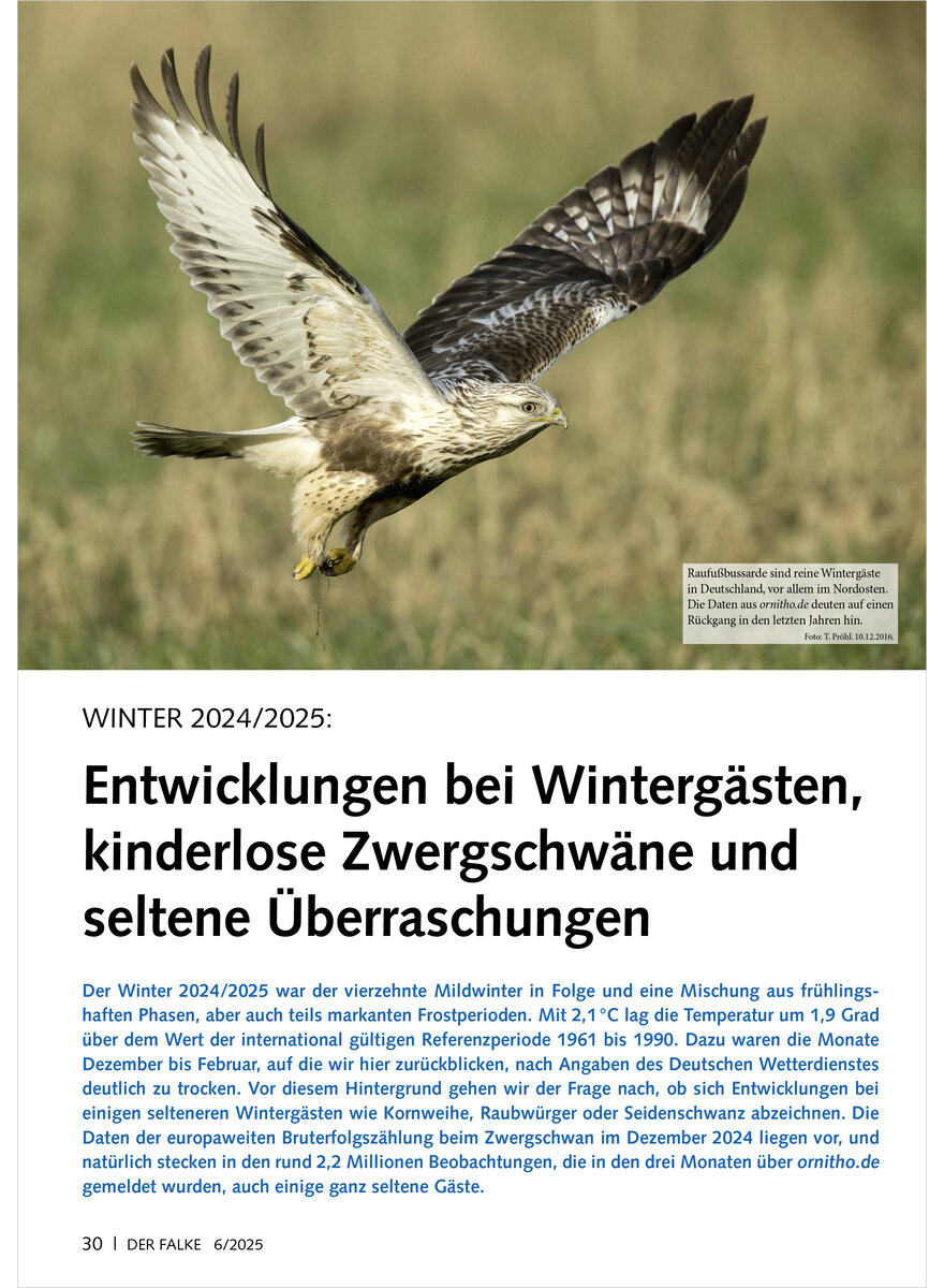 Auf diesem Bild sehen Sie das Produktbild 1 fr VOGELWELT AKTUELL WINTER 2024/ 2025  ENTWICKLUNGEN BEI WINTER GSTEN, KINDERLOSE ZWERGSCHWN
