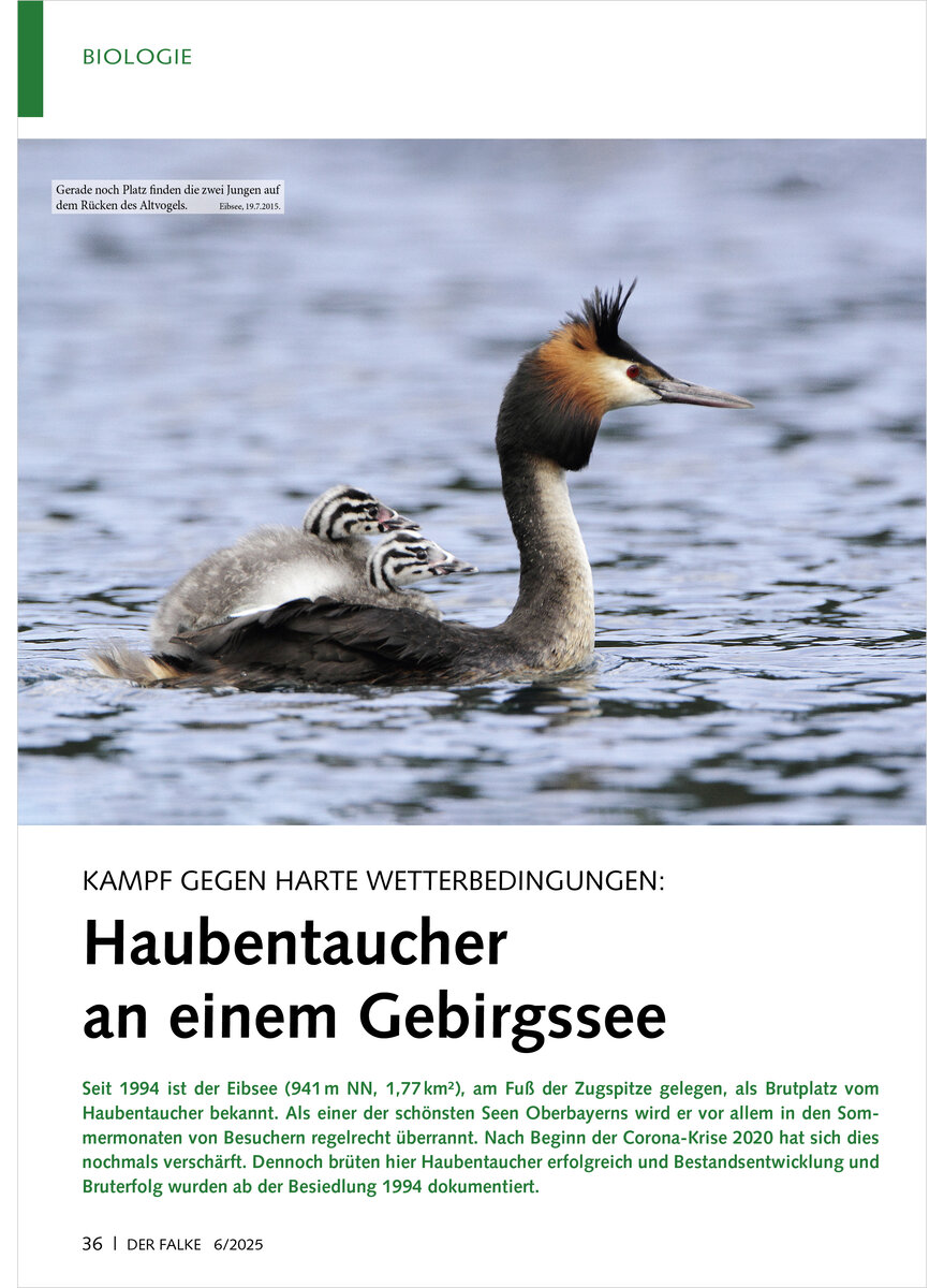 Auf diesem Bild sehen Sie das Produktbild 1 fr KAMPF GEGEN HARTE WETTERBEDING UNGEN HAUBENTAUCHER AN EINEM GEBIRGSSEE