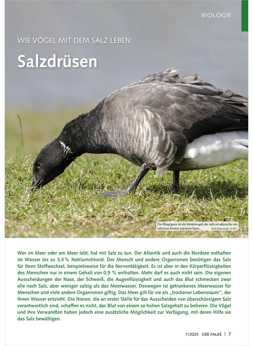 Auf diesem Bild sehen Sie das Produktbild 1 fr WIE VGEL MIT DEM SALZ LEBEN SALZDRSEN