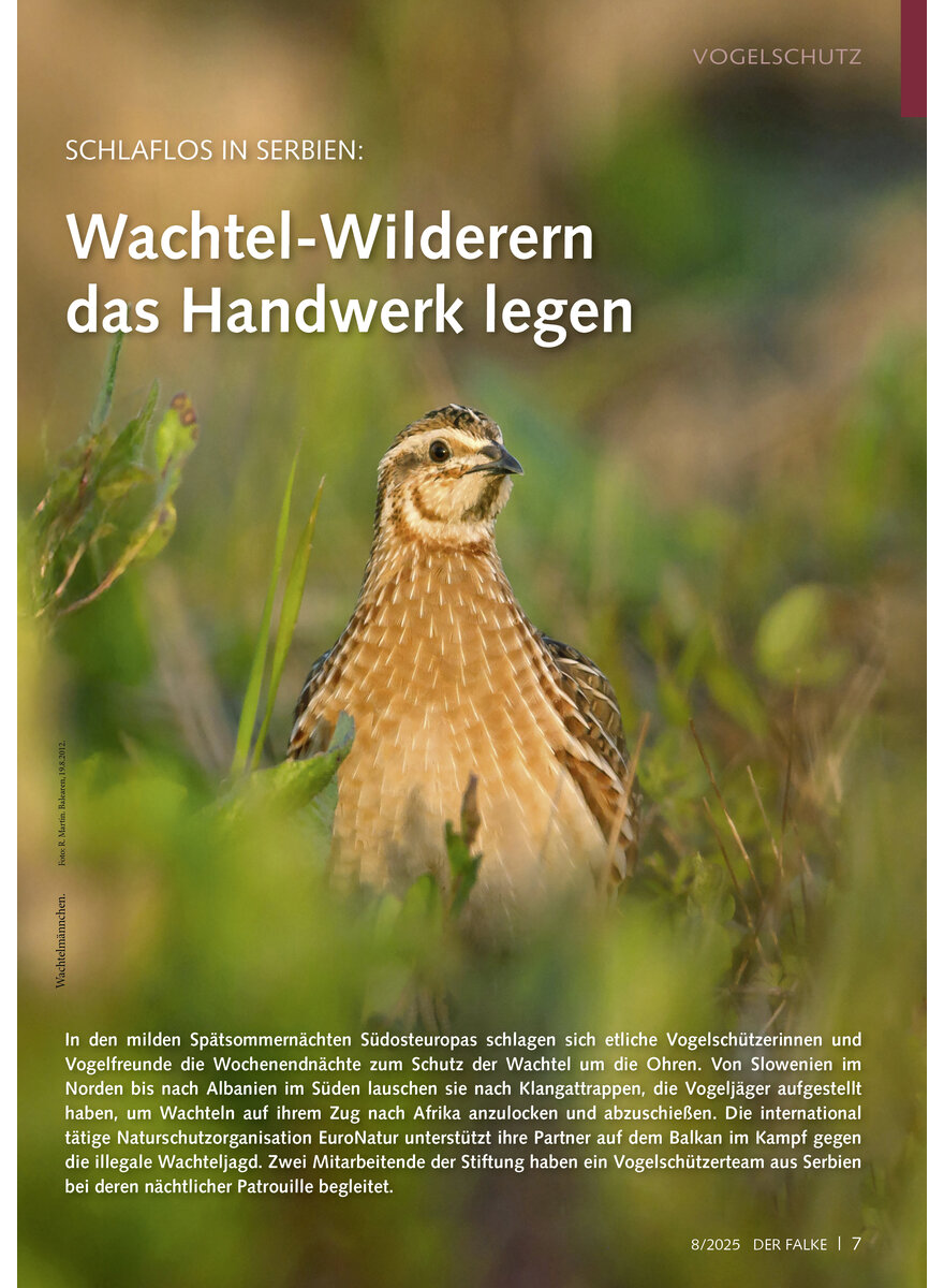 Auf diesem Bild sehen Sie das Produktbild 1 fr SCHLAFLOS IN SERBIEN WACHTEL- WILDERERN DAS HANDWERK LEGEN