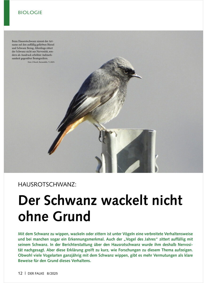 Auf diesem Bild sehen Sie das Produktbild 1 fr HAUSROTSCHWANZ DER SCHWANZ WACKELT NICHT OHNE GRUND