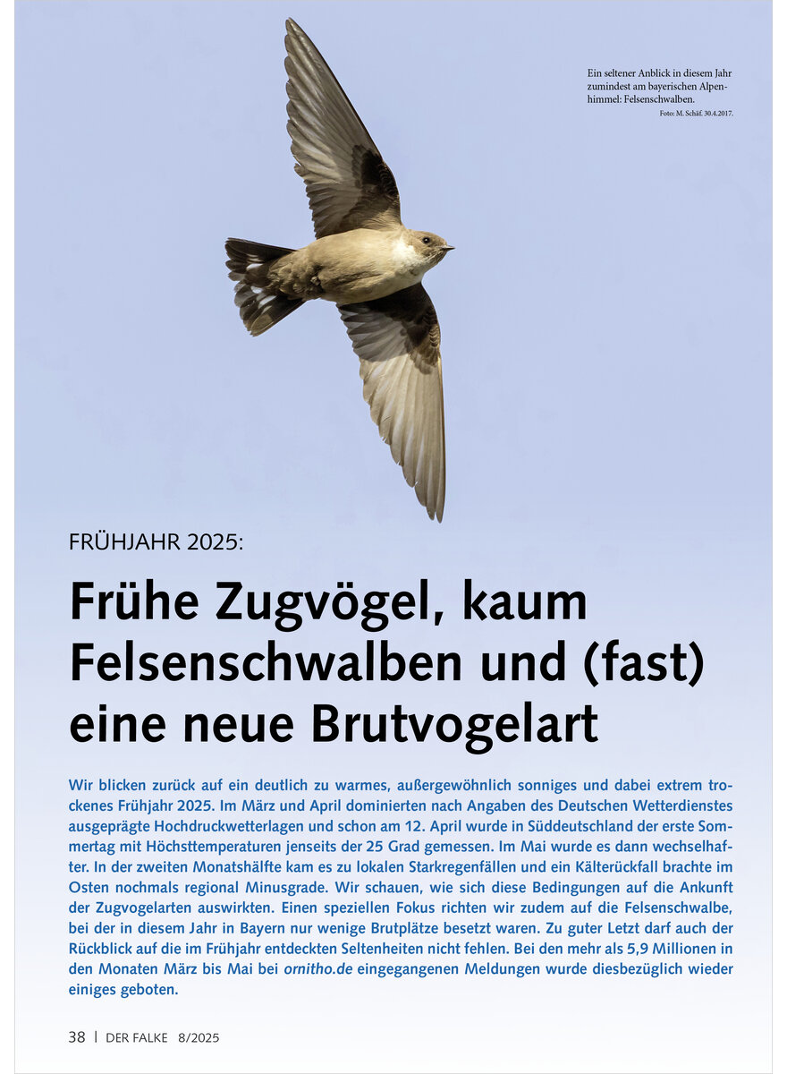 Auf diesem Bild sehen Sie das Produktbild 1 fr FRHJAHR 2025 FRHE ZUGVGEL KAUM FELSENSCHWALBEN UND FAST EINE NEUE BRUTVOGELART