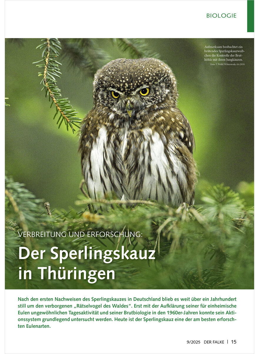 Auf diesem Bild sehen Sie das Produktbild 1 fr VERBREITUNG UND ERFORSCHUNG DER SPERLINGSKAUZ IN THRINGEN