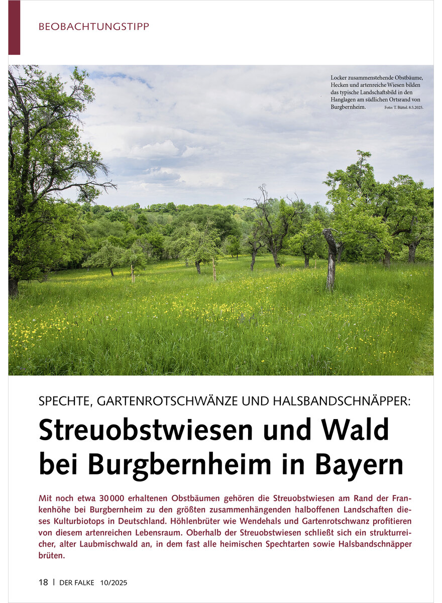 Auf diesem Bild sehen Sie das Produktbild 1 fr SPECHTE, GARTENROTSCHWNZE UND HALSBANDSCHNPPER STREUOBSTWIE SEN UND WALD BEI BURGBERNHEIM