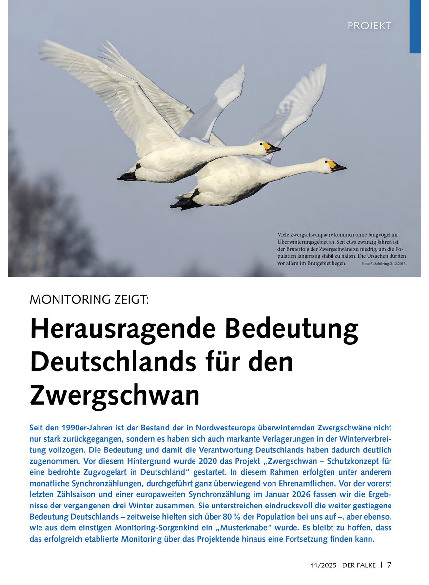 Auf diesem Bild sehen Sie das Produktbild 1 fr MONITORING ZEIGT HERAUSRAGENDE BEDEUTUNG DEUTSCHLANDS FR DEN ZWERGSCHWAN