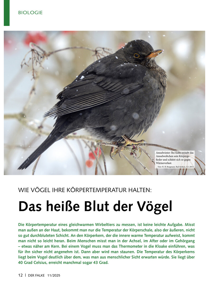 Auf diesem Bild sehen Sie das Produktbild 1 fr WIE VGEL IHRE KRPERTEMPERA TUR HALTEN DAS HEISSE BLUT DER VGEL