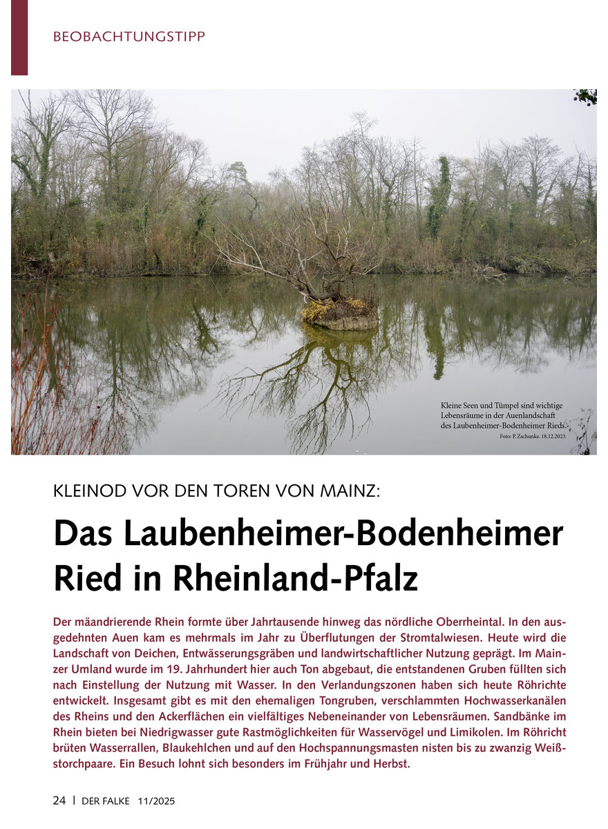 Auf diesem Bild sehen Sie das Produktbild 1 fr KLEINOD VOR DEN TOREN VON MAIN Z DAS LAUBENHEIMER-BODENHEIMER RIED IN RHEINLAND-PFALZ