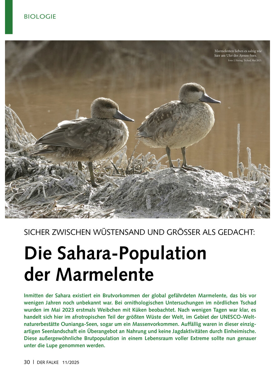 Auf diesem Bild sehen Sie das Produktbild 1 fr SICHER ZWISCHEN WSTENSAND UND GRSSER ALS GEDACHT DIE SAHARA POPULATION DER MARMELENTE