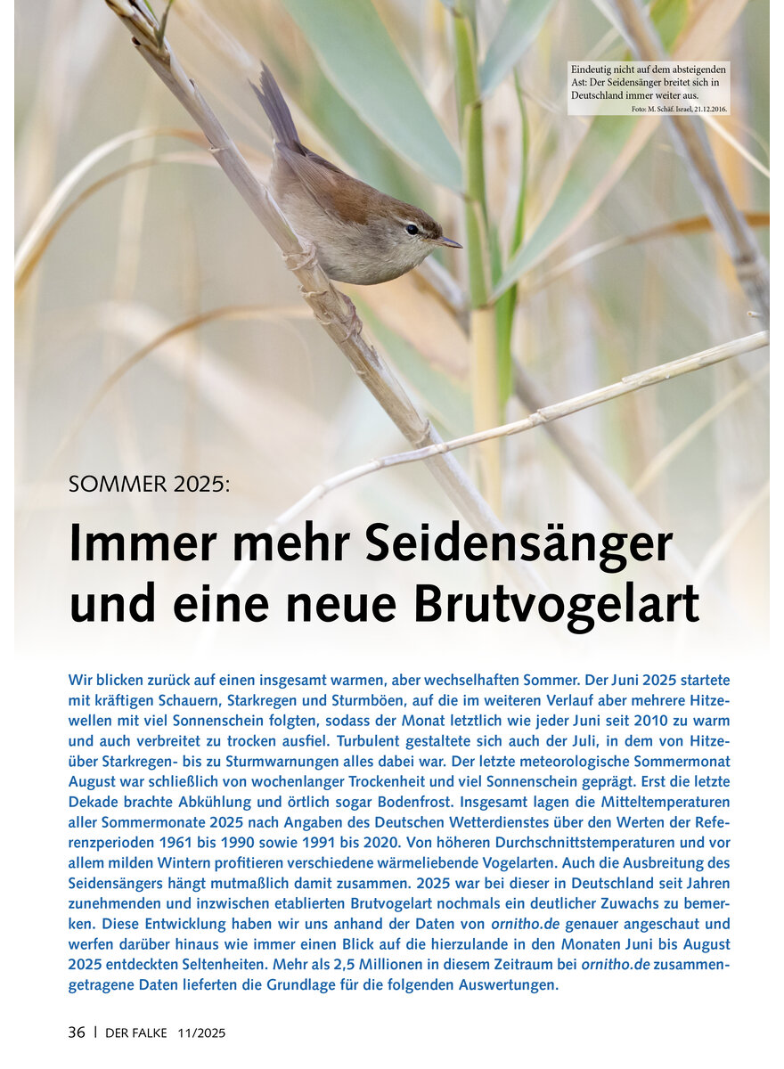 Auf diesem Bild sehen Sie das Produktbild 1 fr SOMMER 2025 IMMER MEHR SEIDEN SNGER UND EINE NEUE BRUTVOGEL ART