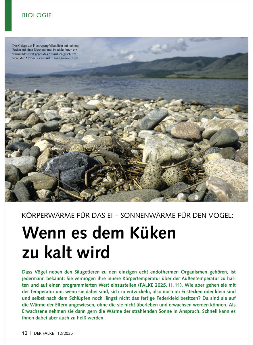 Auf diesem Bild sehen Sie das Produktbild 1 fr KRPERWRME FR DAS EI SONNEN WRME FR DEN VOGEL WENN ES DEM KKEN ZU KALT WIRD