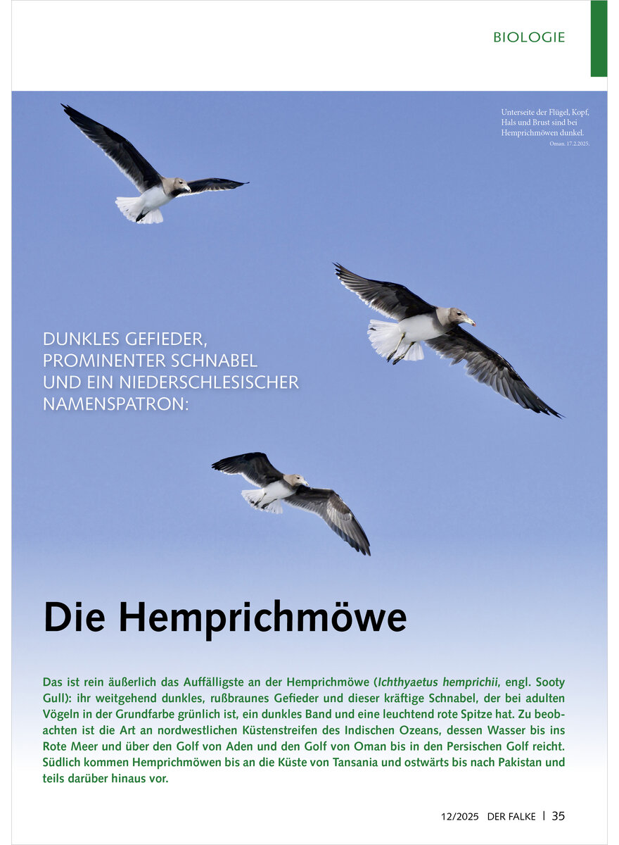 Auf diesem Bild sehen Sie das Produktbild 1 fr DUNKLES GEFIEDER PROMINENTER SCHNABEL DIE HEMPRICHMWE