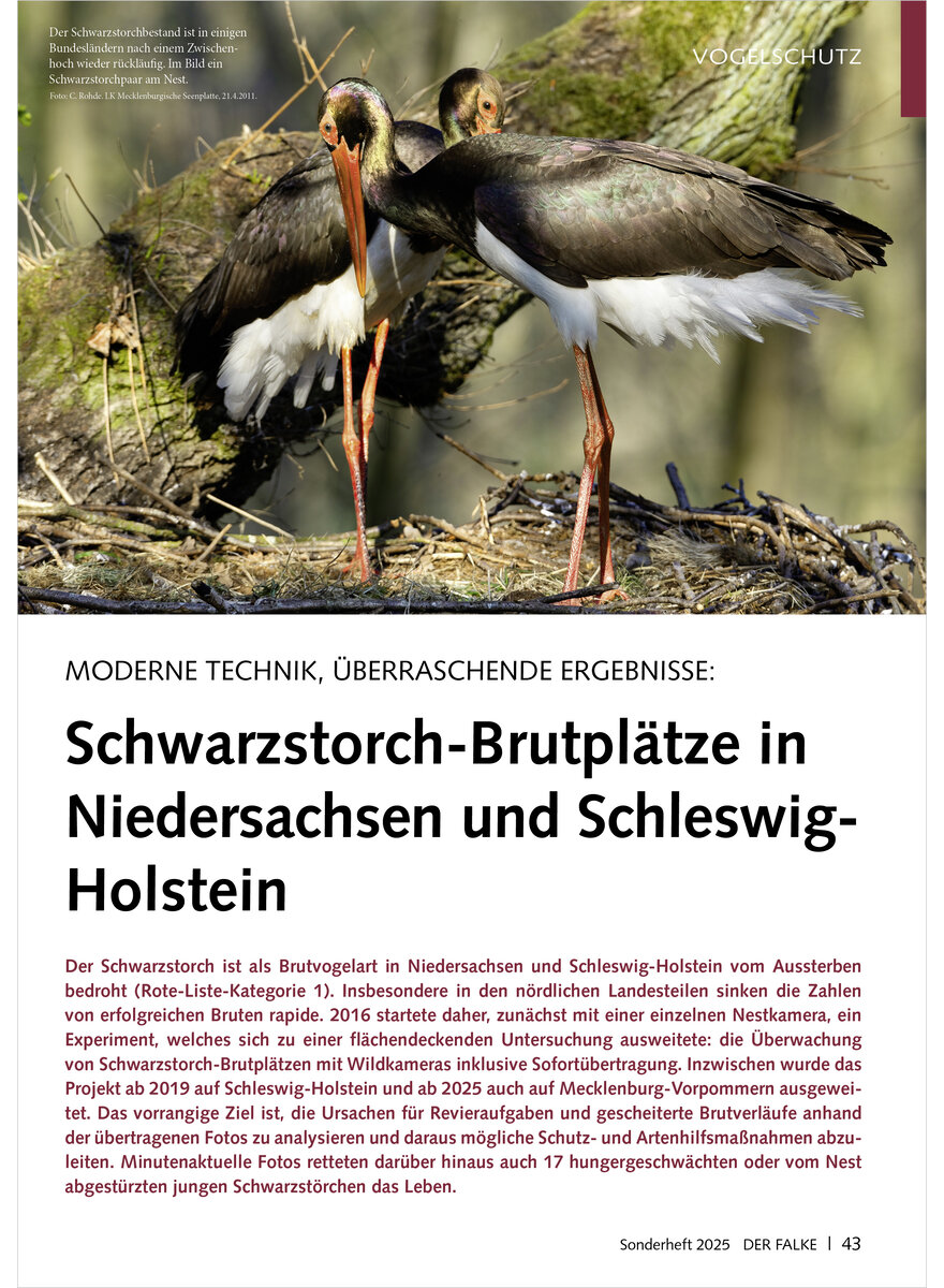 Auf diesem Bild sehen Sie das Produktbild 1 fr MODERNE TECHNIK, BERRASCHENDE ERGEBNISSE SCHWARZSTORCH-BRUTP LTZE IN NIEDERSACHSEN UND