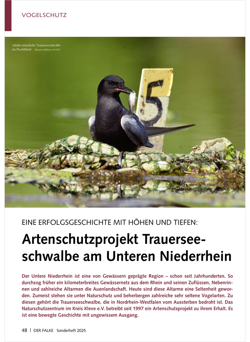 Auf diesem Bild sehen Sie das Produktbild 1 fr ERFOLGSGESCHICHTE ARTENSCHUTZ PROJEKT TRAUERSEESCHWALBE AM UNTEREN NIEDERRHEIN