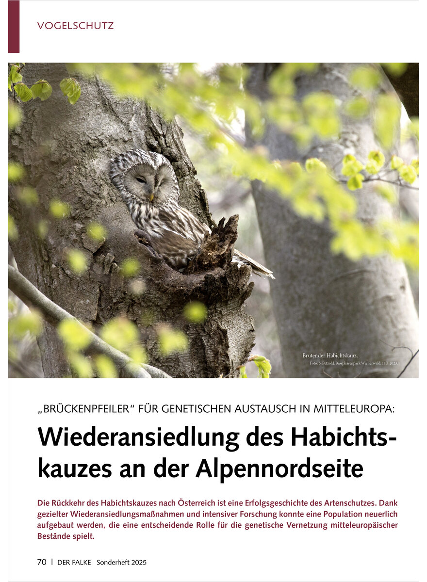 Auf diesem Bild sehen Sie das Produktbild 1 fr WIEDERANSIEDLUNG DES HABICHTS KAUZES AN DER ALPENNORDSEITE