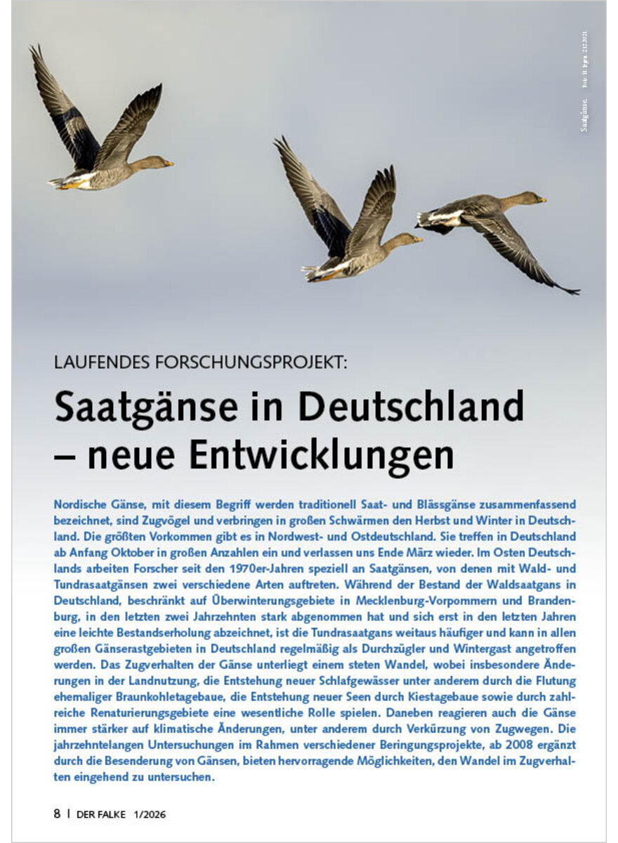 Auf diesem Bild sehen Sie das Produktbild 1 f�r LAUFENDES FORSCHUNGSPROJEKT SAATG�NSE IN DEUTSCHLAND NEUE ENTWICKLUNGEN