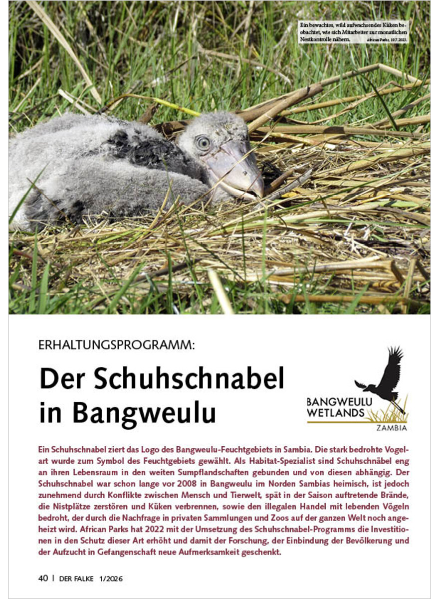 Auf diesem Bild sehen Sie das Produktbild 1 f�r ERHALTUNGSPROGRAMM DER SCHUHSCHNABEL IN BANGWEULU