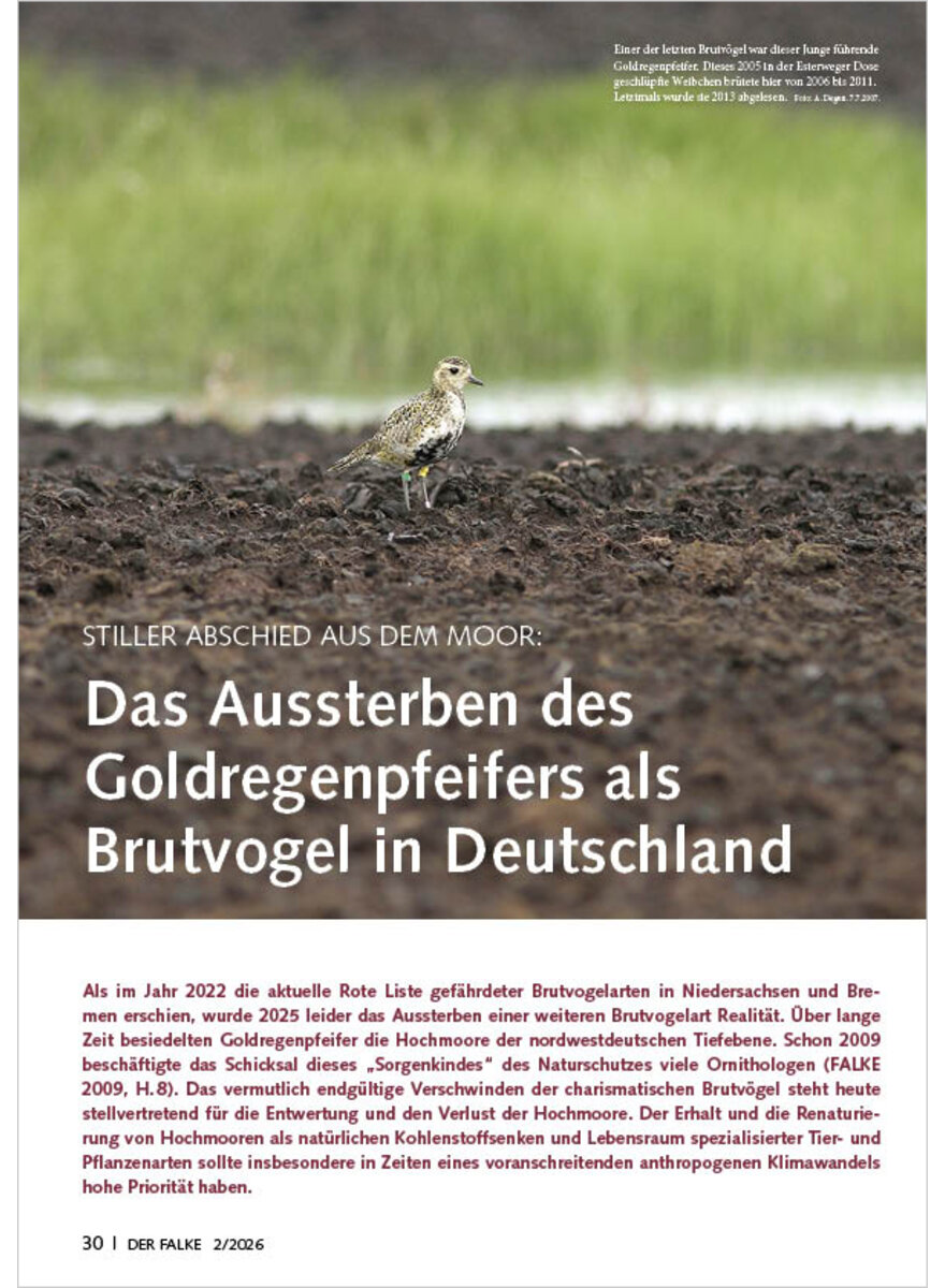 Auf diesem Bild sehen Sie das Produktbild 1 f�r STILLER ABSCHIED AUS DEM MOOR DAS AUSSTERBEN DES GOLDREGEN PFEIFERS ALS BRUTVOGEL IN