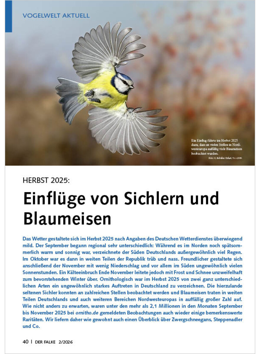 Auf diesem Bild sehen Sie das Produktbild 1 f�r HERBST 2025 EINFL�GE VON SICHLERN UND BLAUMEISEN