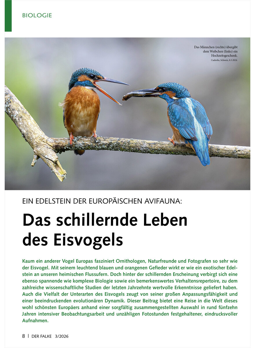 Auf diesem Bild sehen Sie das Produktbild 1 f�r EIN EDELSTEIN DER EUROP�ISCHEN AVIFAUNA DAS SCHILLERNDE LEBEN DES EISVOGELS