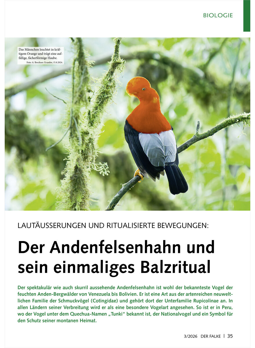 Auf diesem Bild sehen Sie das Produktbild 1 f�r LAUT�USSERUNGEN UND RITUALISIE RTE BEWEGUNGEN DER ANDENFELSEN HAHN UND SEIN BALZRITUAL