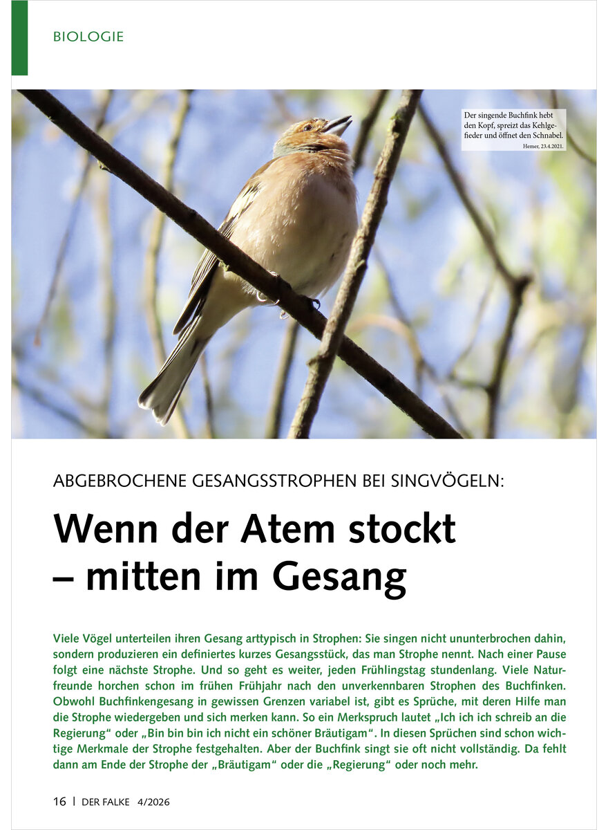 Auf diesem Bild sehen Sie das Produktbild 1 f�r ABGEBROCHENE GESANGSSTROPHEN B BEI SINGV�GELN WENN DER ATEM STOCKT MITTEN IM GESANG