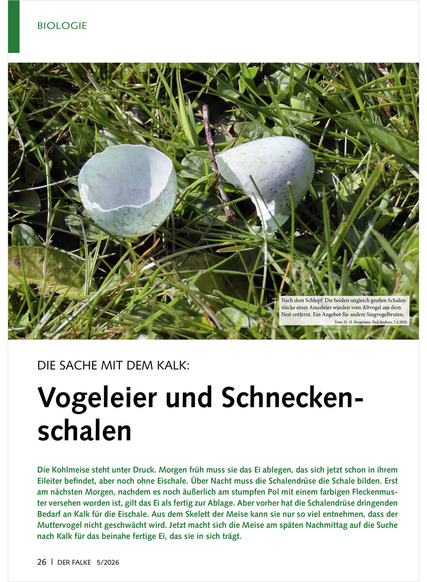 Auf diesem Bild sehen Sie das Produktbild 1 f�r DIE SACHE MIT DEM KALK VOGEL EIER UND SCHNECKENSCHALEN