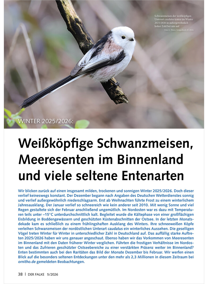Auf diesem Bild sehen Sie das Produktbild 1 f�r WINTER 2025/2026 WEISSK�PFIGE SCHWANZMEISEN MEERESENTEN IM BINNENLAND