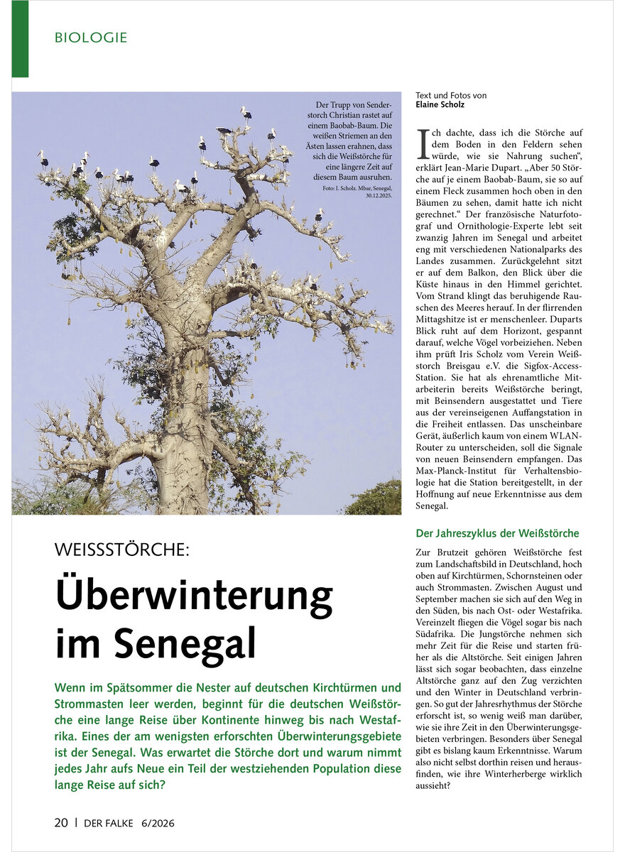 Auf diesem Bild sehen Sie das Produktbild 1 f�r WEISSST�RCHE �BERWINTERUNG IM SENEGAL