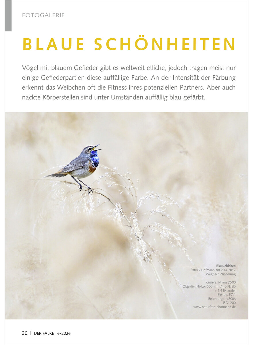 Auf diesem Bild sehen Sie das Produktbild 1 f�r FOTOGALERIE BLAUE SCH�NHEITEN
