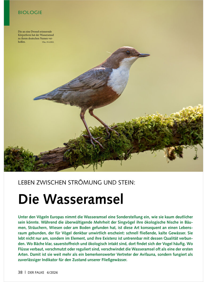 Auf diesem Bild sehen Sie das Produktbild 1 f�r LEBEN ZWISCHEN STR�MUNG UND STEIN DIE WASSERAMSEL
