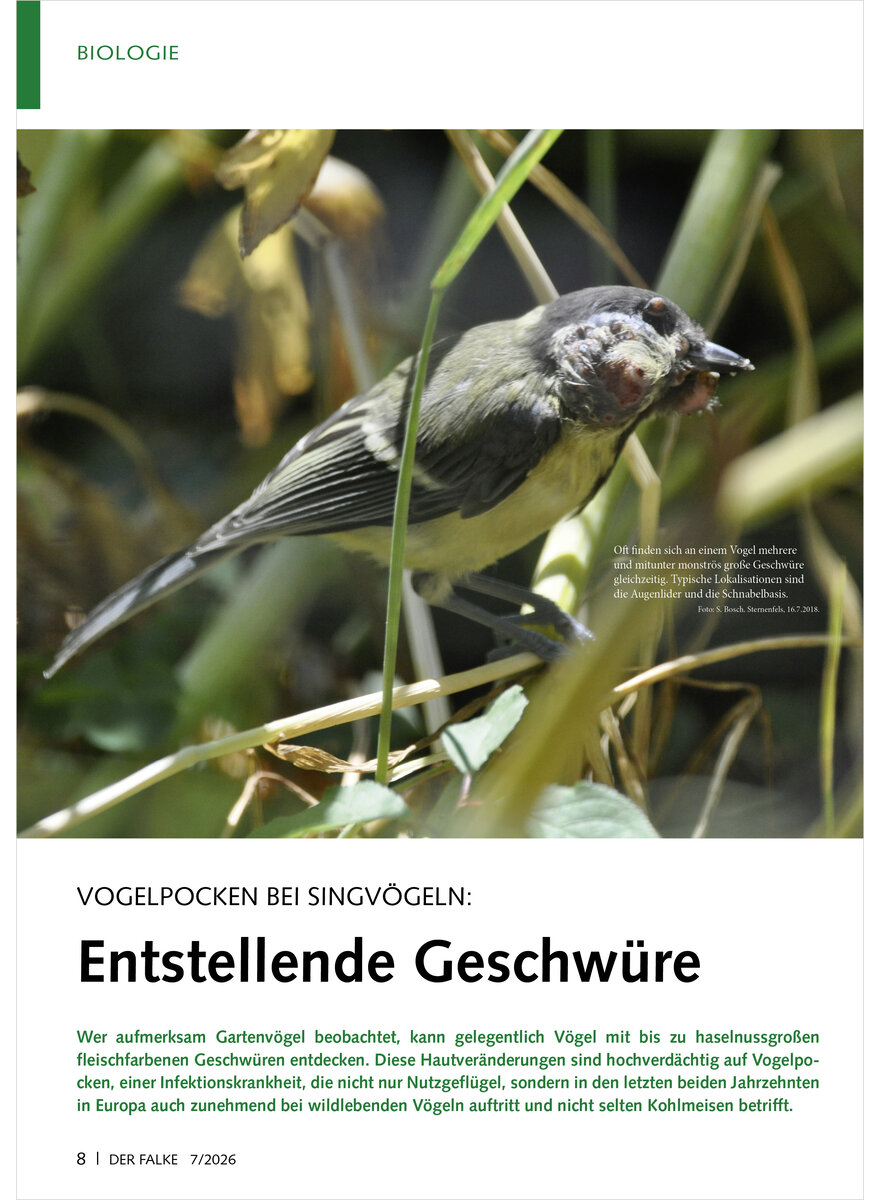 Auf diesem Bild sehen Sie das Produktbild 1 f�r VOGELPOCKEN BEI SINGV�GELN ENTSTELLENDE GESCHW�RE