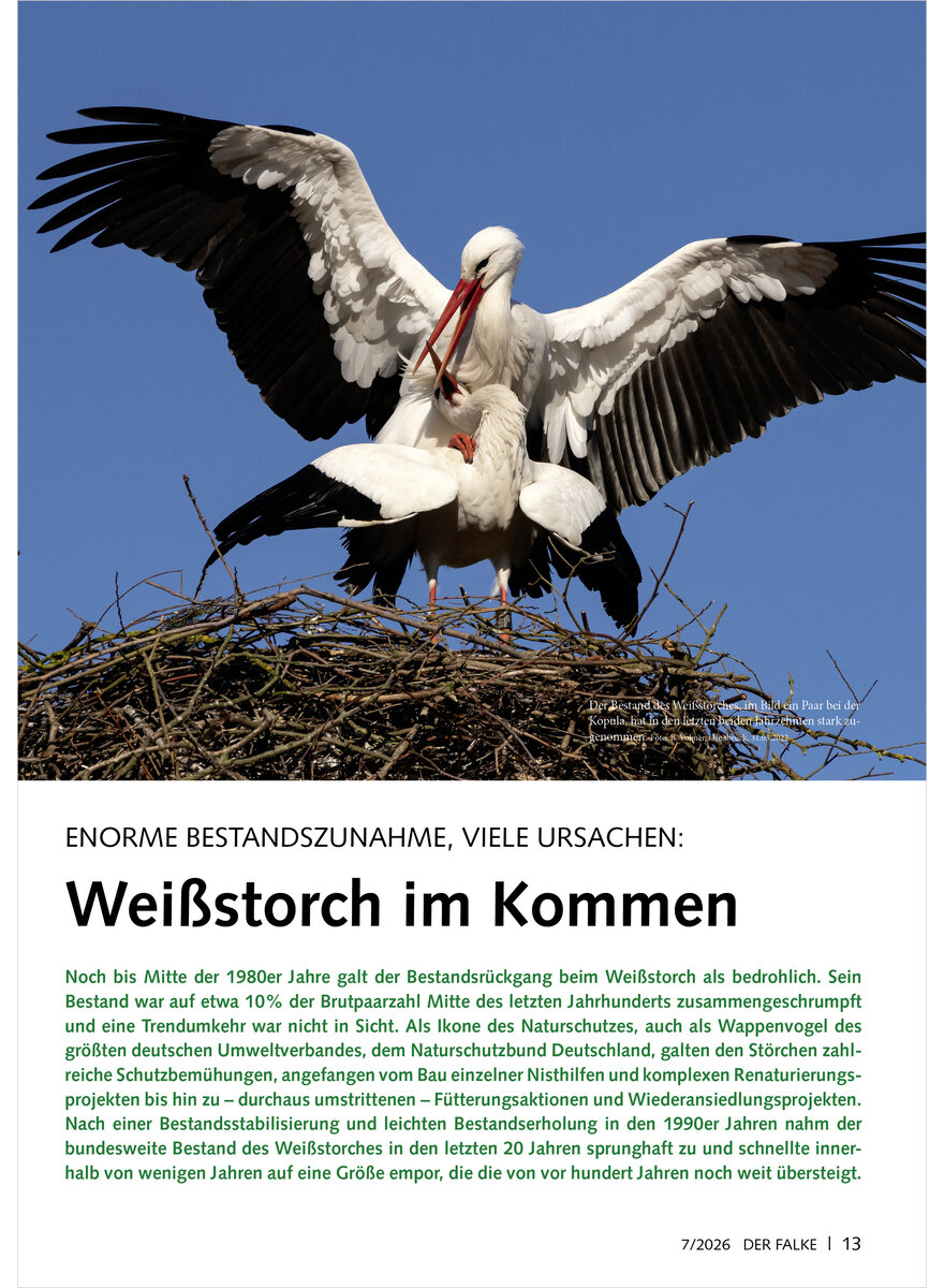Auf diesem Bild sehen Sie das Produktbild 1 f�r ENORME BESTANDSZUNAHME, VIELE URSACHEN WEISSSTORCH IM KOMMEN
