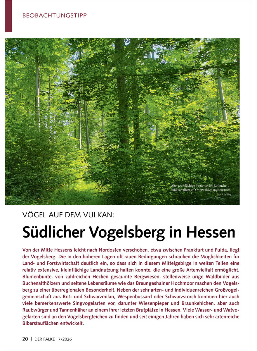 Auf diesem Bild sehen Sie das Produktbild 1 f�r V�GEL AUF DEM VULKAN S�DLICHER VOGELSBERG IN HESSEN