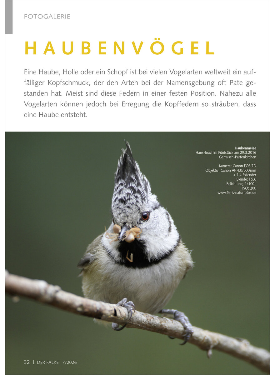 Auf diesem Bild sehen Sie das Produktbild 1 f�r FOTOGALERIE HAUBENV�GEL